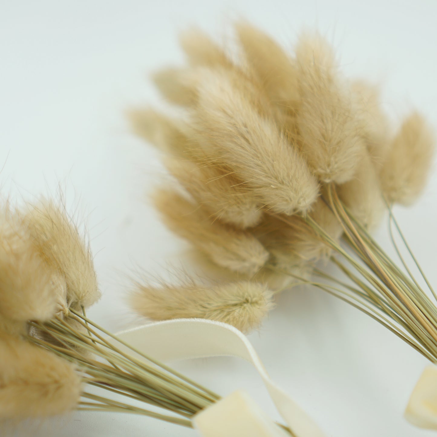 Follaje Cola de Conejo